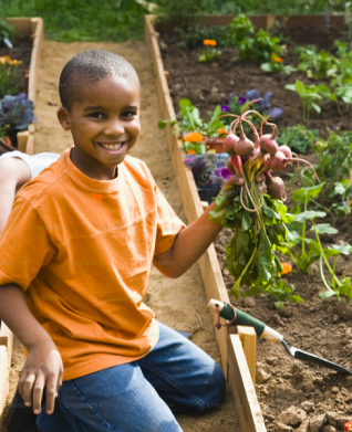 A boy harvesting crops